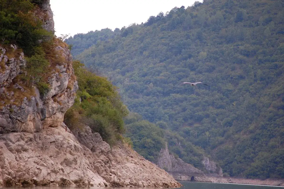 Wspaniały ptak szybujący nad wodą w kanionie Uvac. Skaliste zbocza porośnięte zielenią.
