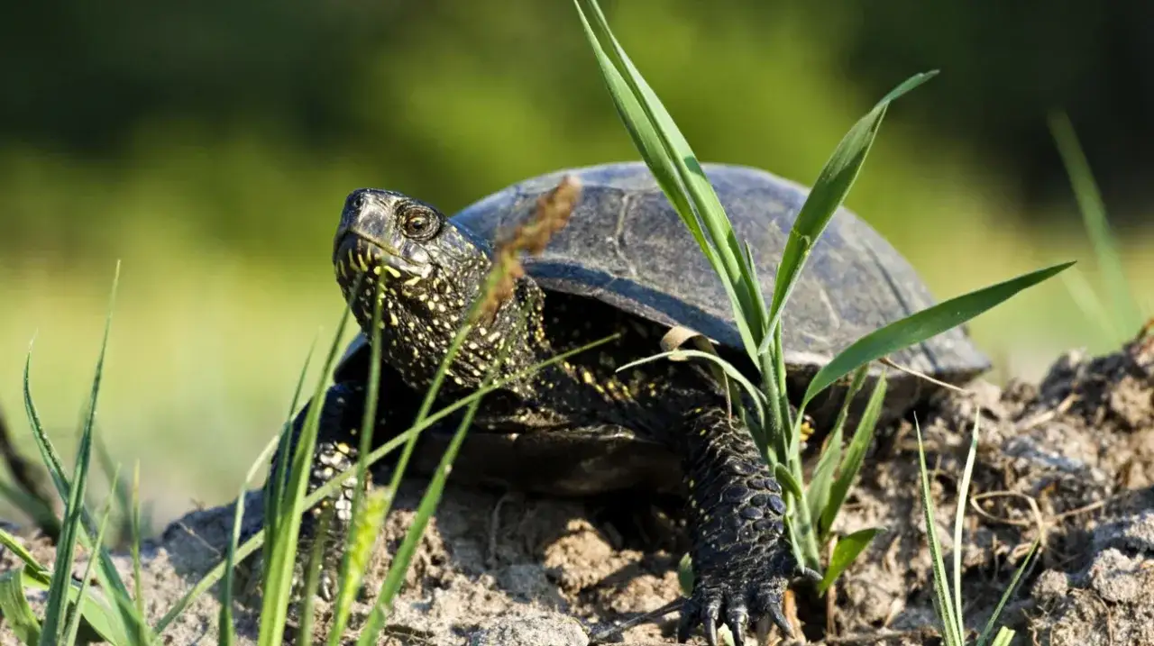 bezpieczne podnoszenie ż&oacute;łwia
