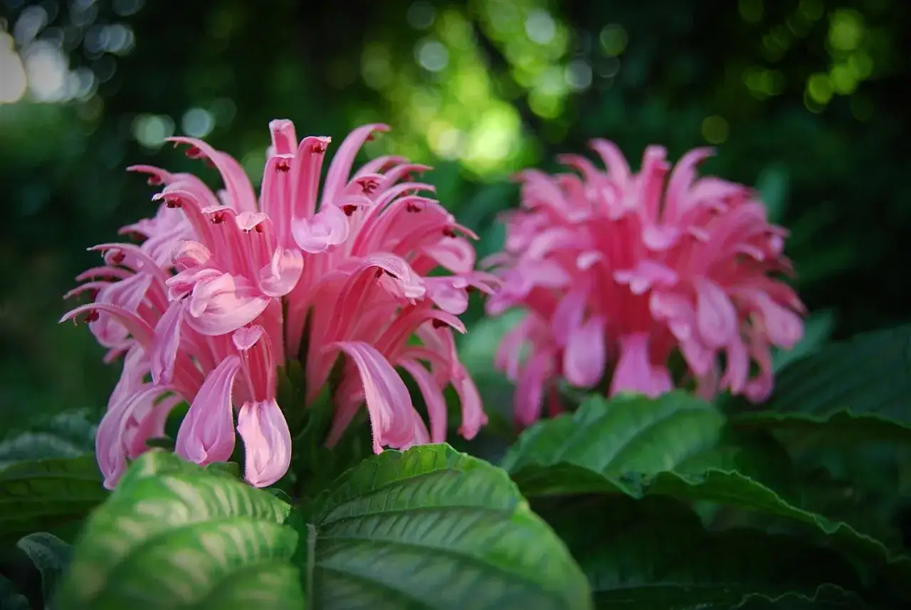 Dwie różowe jakobinki w ogrodzie, z zielonymi liśćmi w zbliżeniu.
