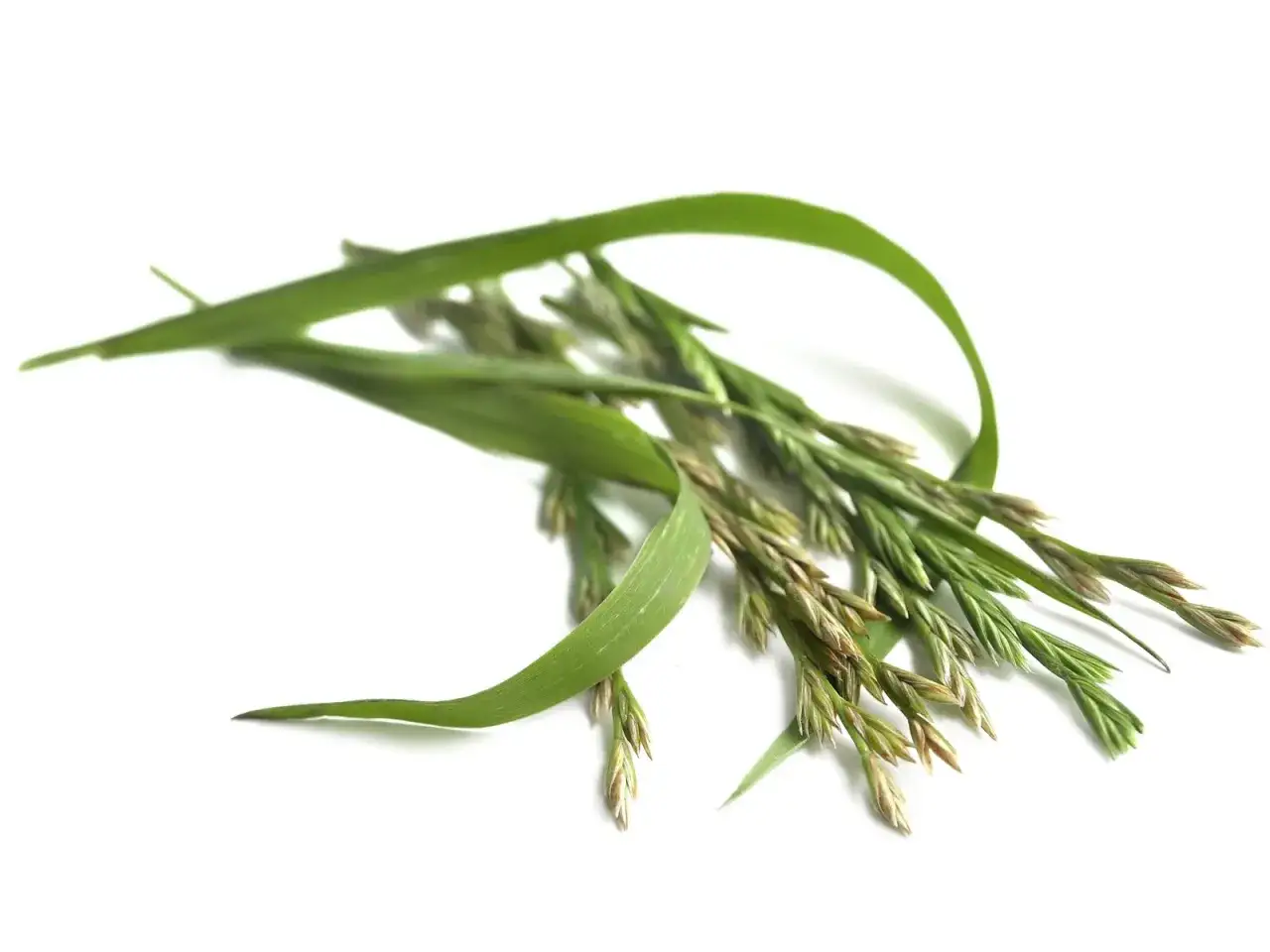 Kłosy traw, które są chwastami trudnymi do zwalczenia, z zielonymi liśćmi na białym tle.