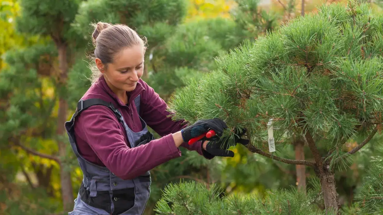 kalendarz ogrodnika przycinanie sosen