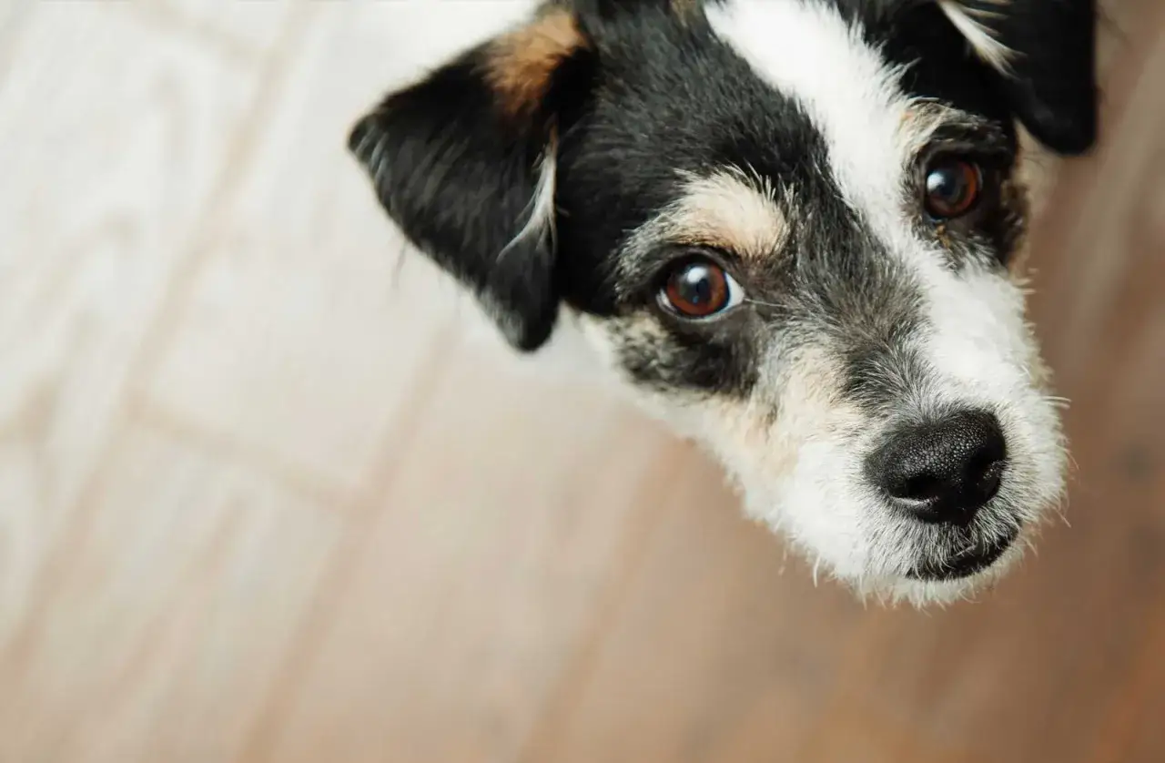 Uroczy piesek z brązowymi oczami, gotowy na podr&oacute;ż. Potrzebny mu paszport dla psa!