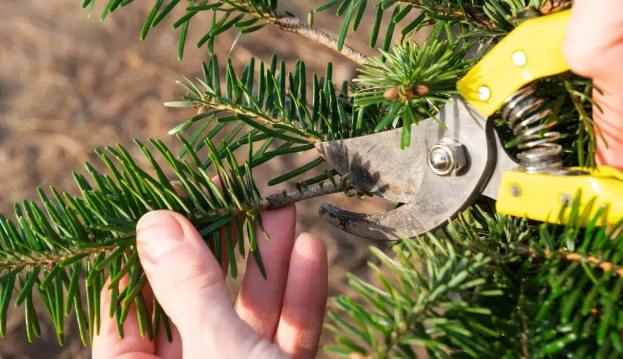 narzędzia do przycinania sosen