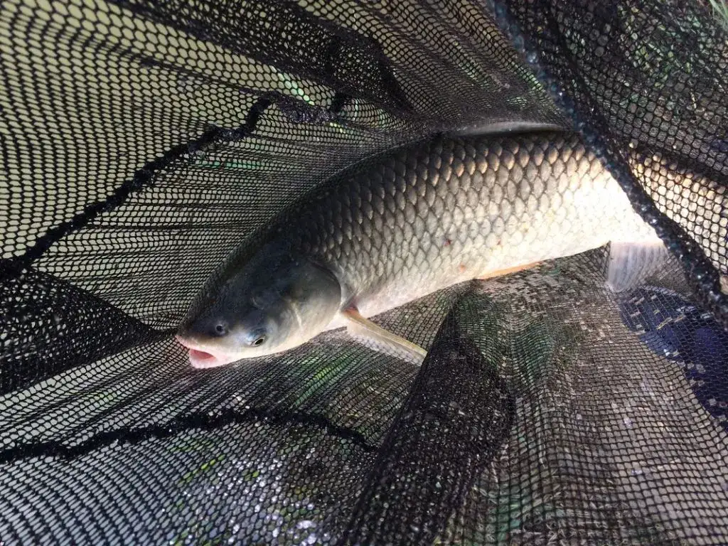 r&oacute;żne gatunki ryb karp leszcz amur