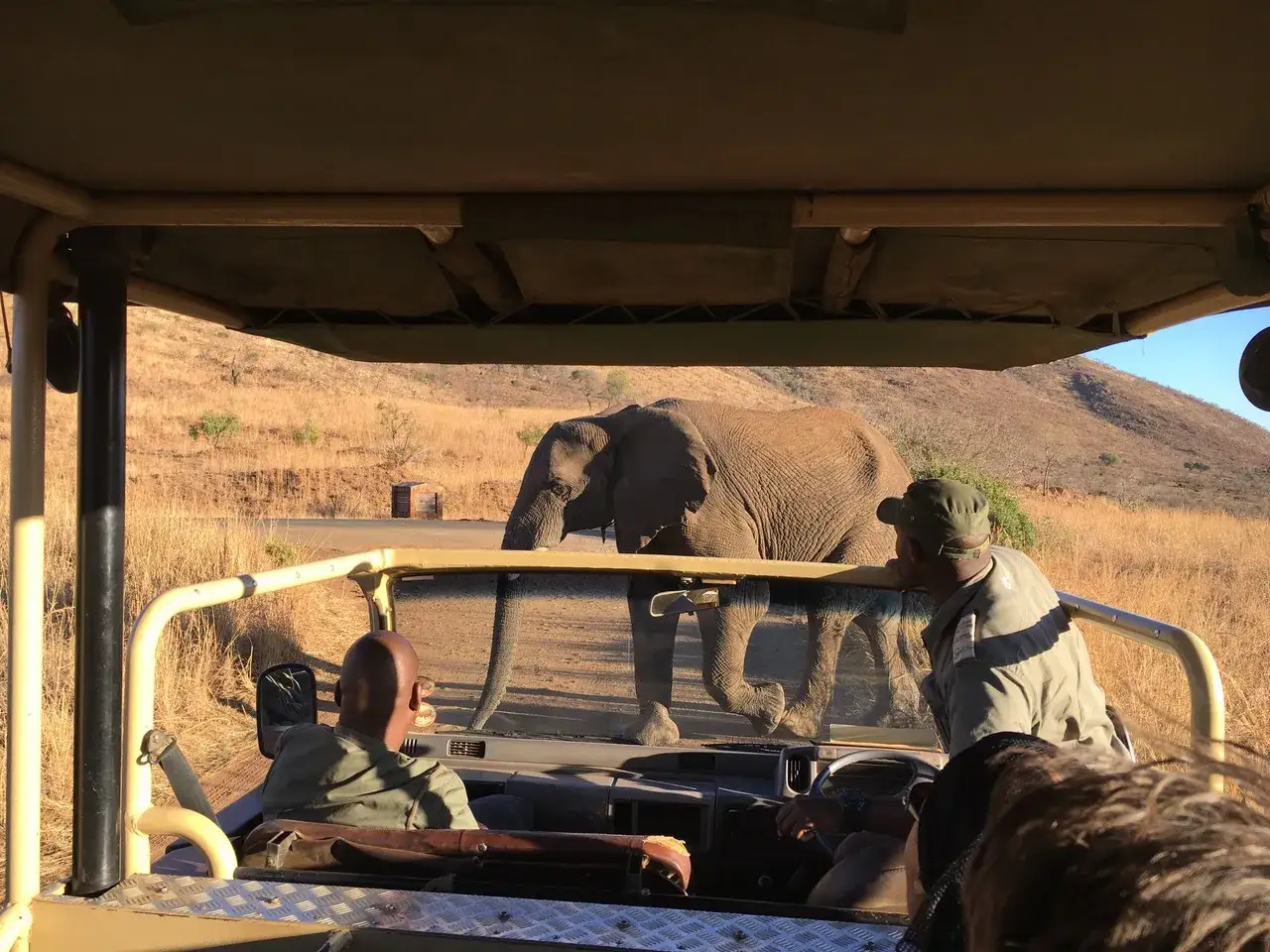 Słoń na drodze w Sun City RPA. Kierowca i przewodnik obserwują zwierzę z otwartego jeepa.