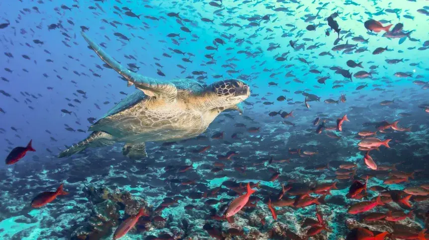 żółw długowieczność