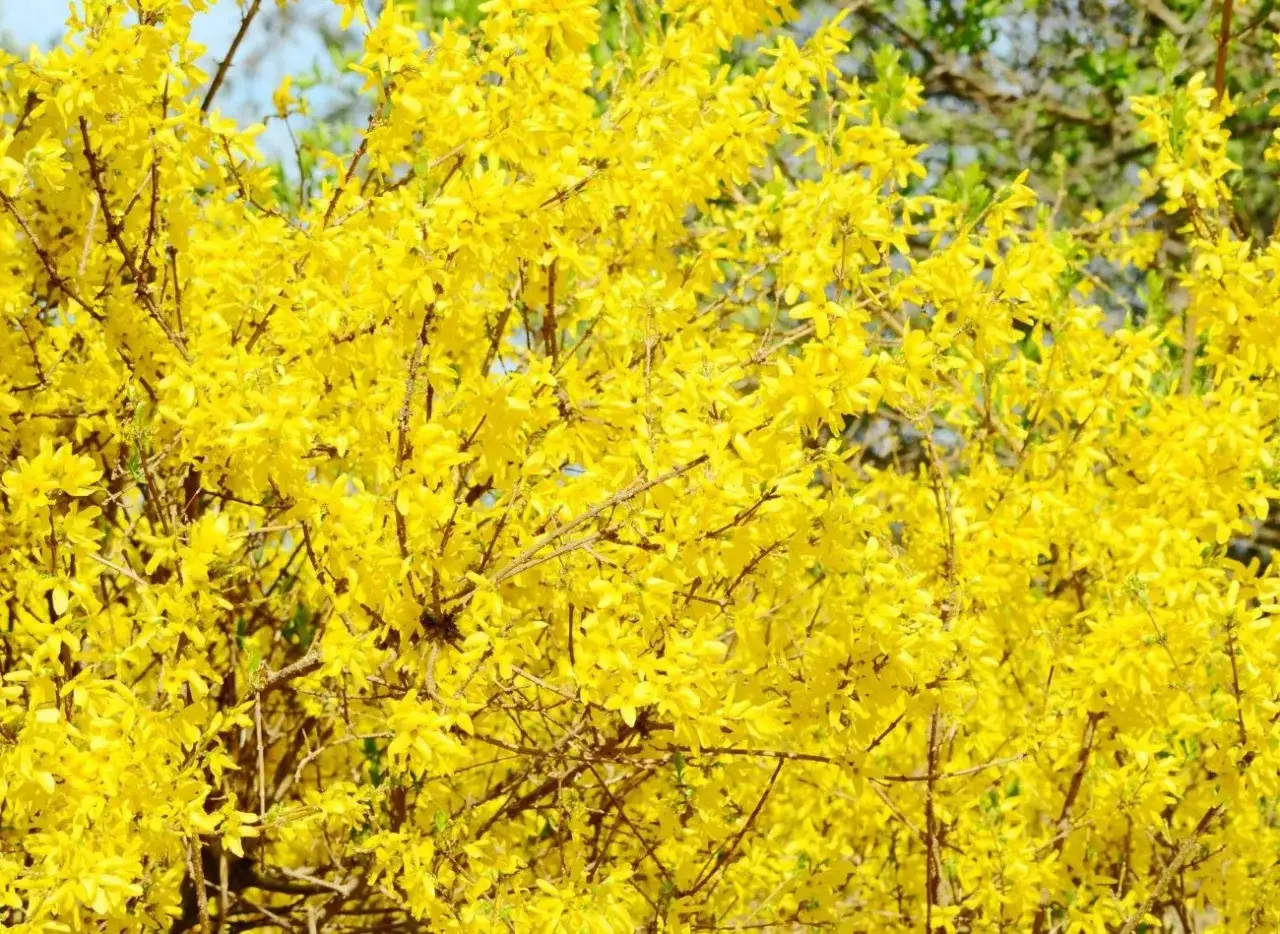 Kiedy przycinać forsycje? Po kwitnieniu, aby cieszyć się ich wiosennym blaskiem. Krzew obsypany żółtymi kwiatami.