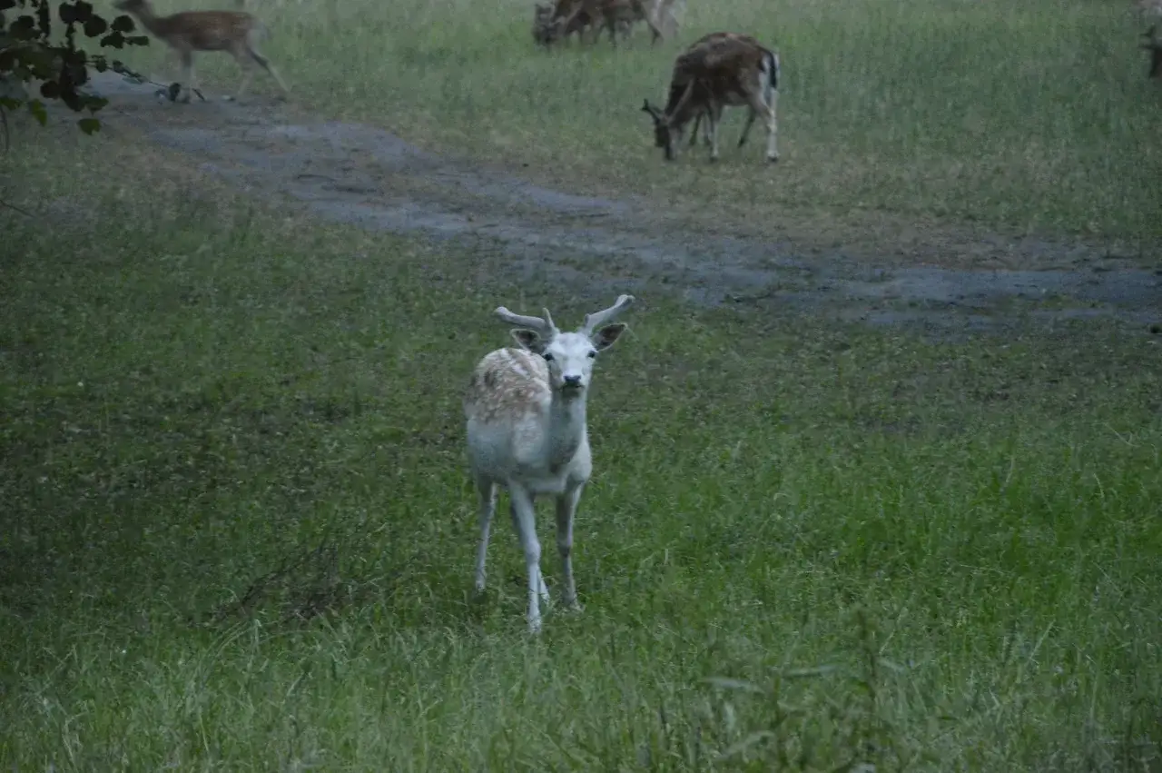 Młody daniel z cętkowanym futrem pasie się na łące. W tle widać inne daniele. To dowód, że można hodować daniele.