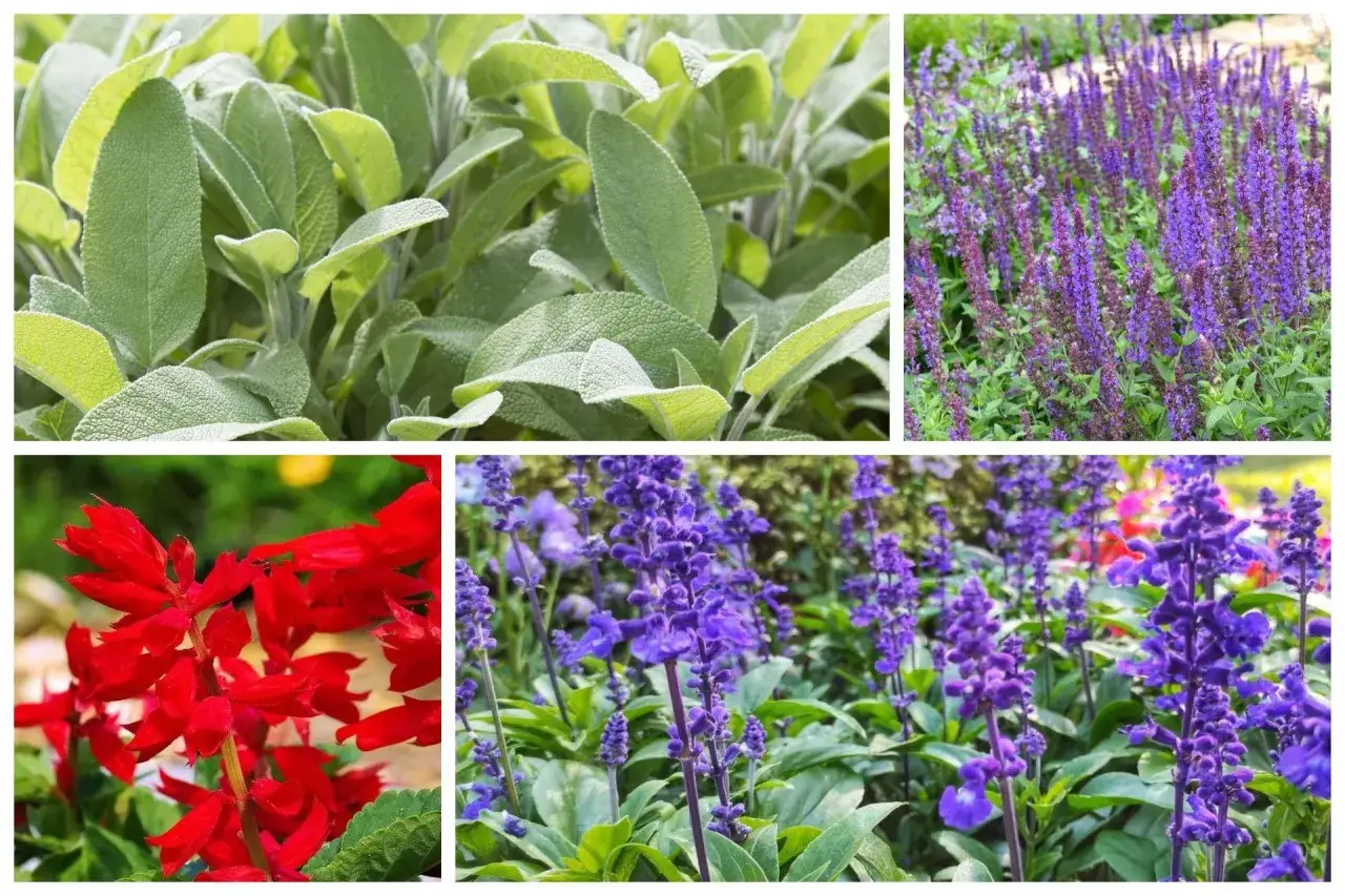 Szałwia do ogrodu: zielone liście, fioletowe i czerwone kwiaty. Idealna na rabaty i do ziołowych kompozycji.
