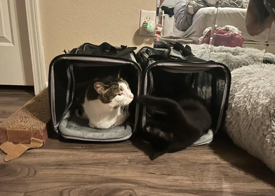 Zdjęcie Jak zabrać dzikiego kota do weterynarza bez stresu i bólu