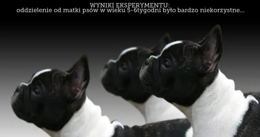Zdjęcie Kiedy zabrać szczeniaka od matki? Sprawdź idealny wiek!