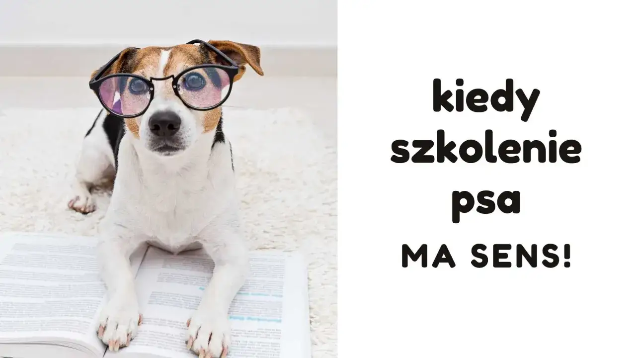 Zdjęcie Czy oddanie psa na szkolenie ma sens: wszystko co musisz wiedzieć