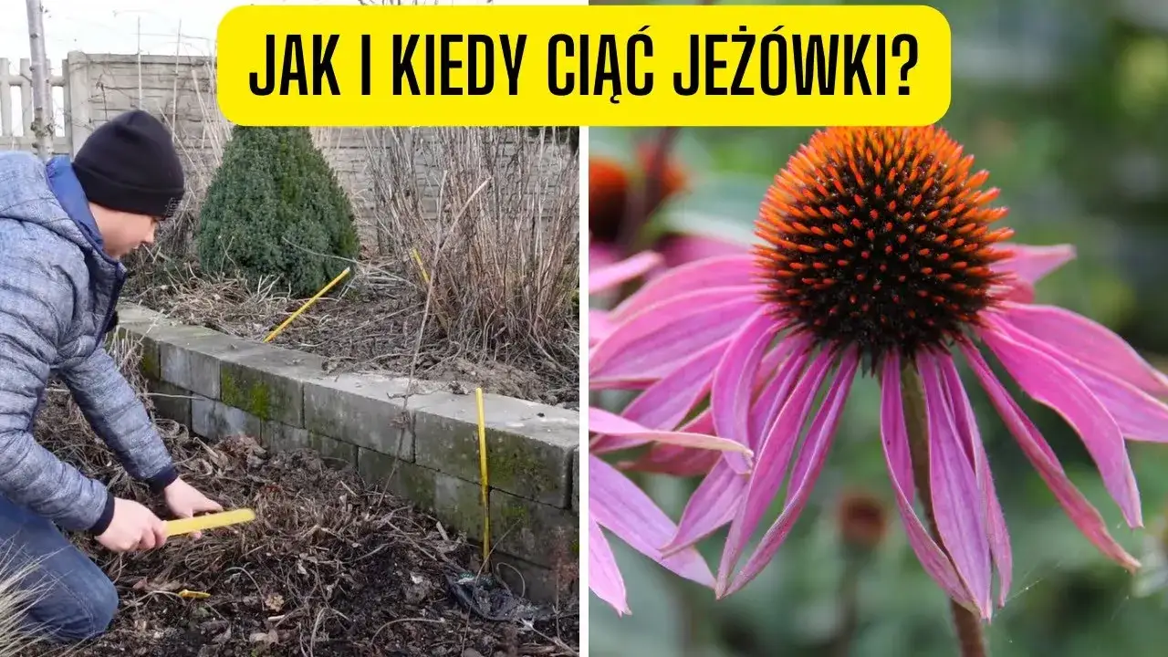 Zdjęcie Jak przycinać jeżówki na zimę, aby zapewnić ich zdrowie i urodę