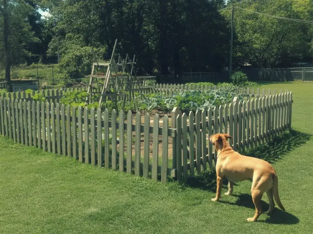 Zdjęcie Jak skutecznie odstraszyć psa od ogrodzenia i zapewnić mu bezpieczeństwo