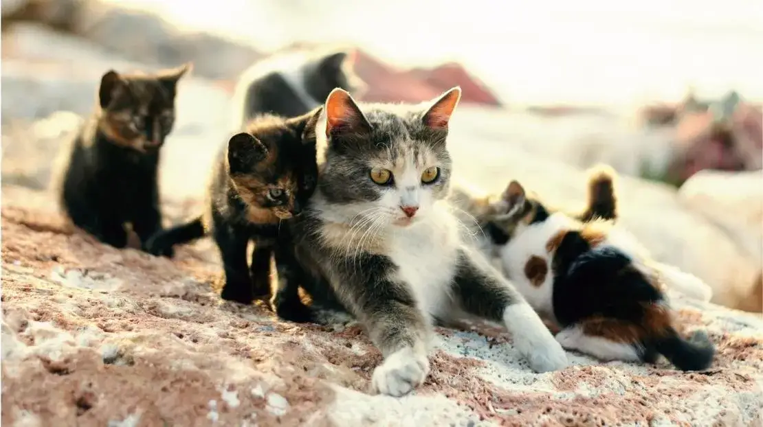 Zdjęcie Kiedy kotka przestaje karmić małe? Kluczowe informacje o odsadzeniu