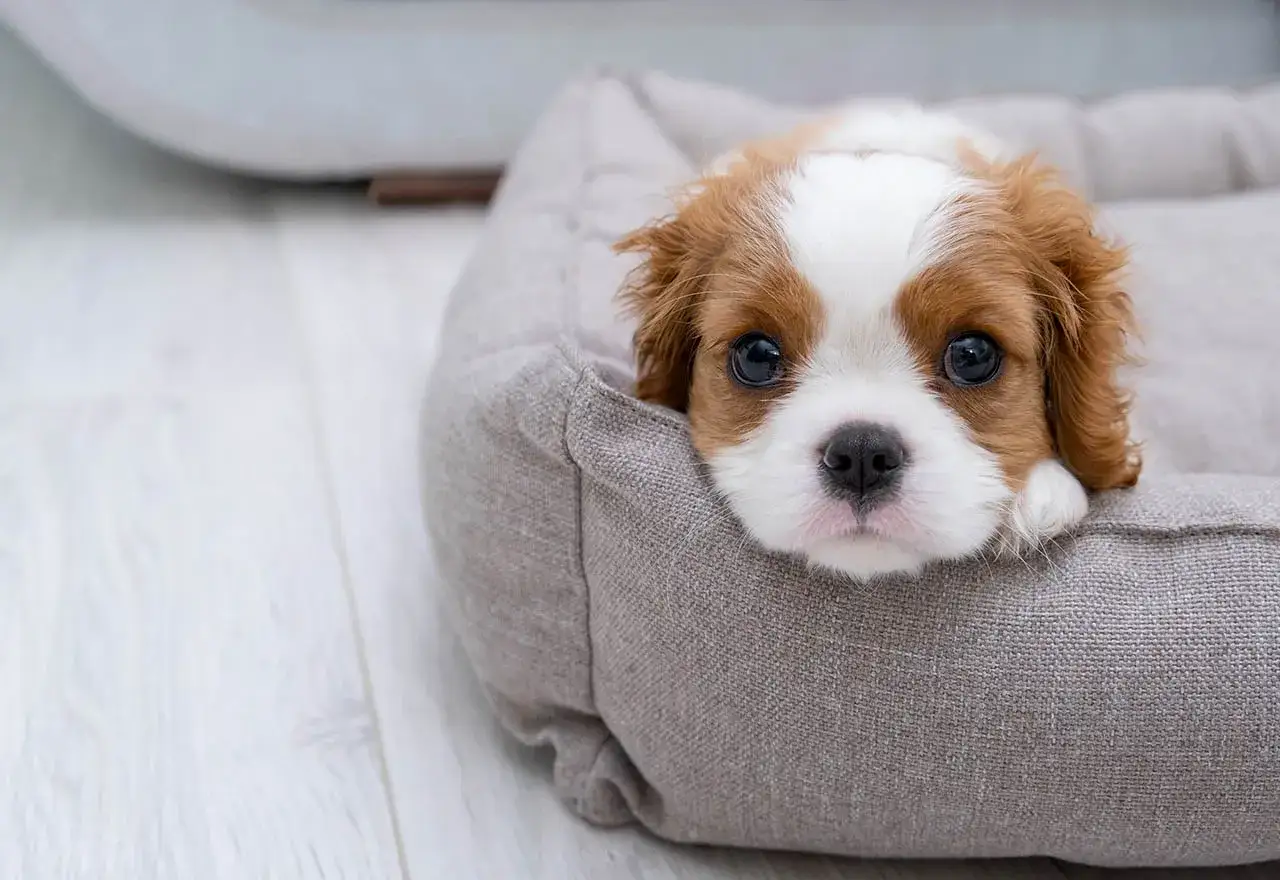 Uroczy szczeniak Cavalier King Charles Spaniel w swoim legowisku. Zastanawiasz się, jak długo szczeniak uczy się czystości? Ten maluch jest na dobrej drodze!