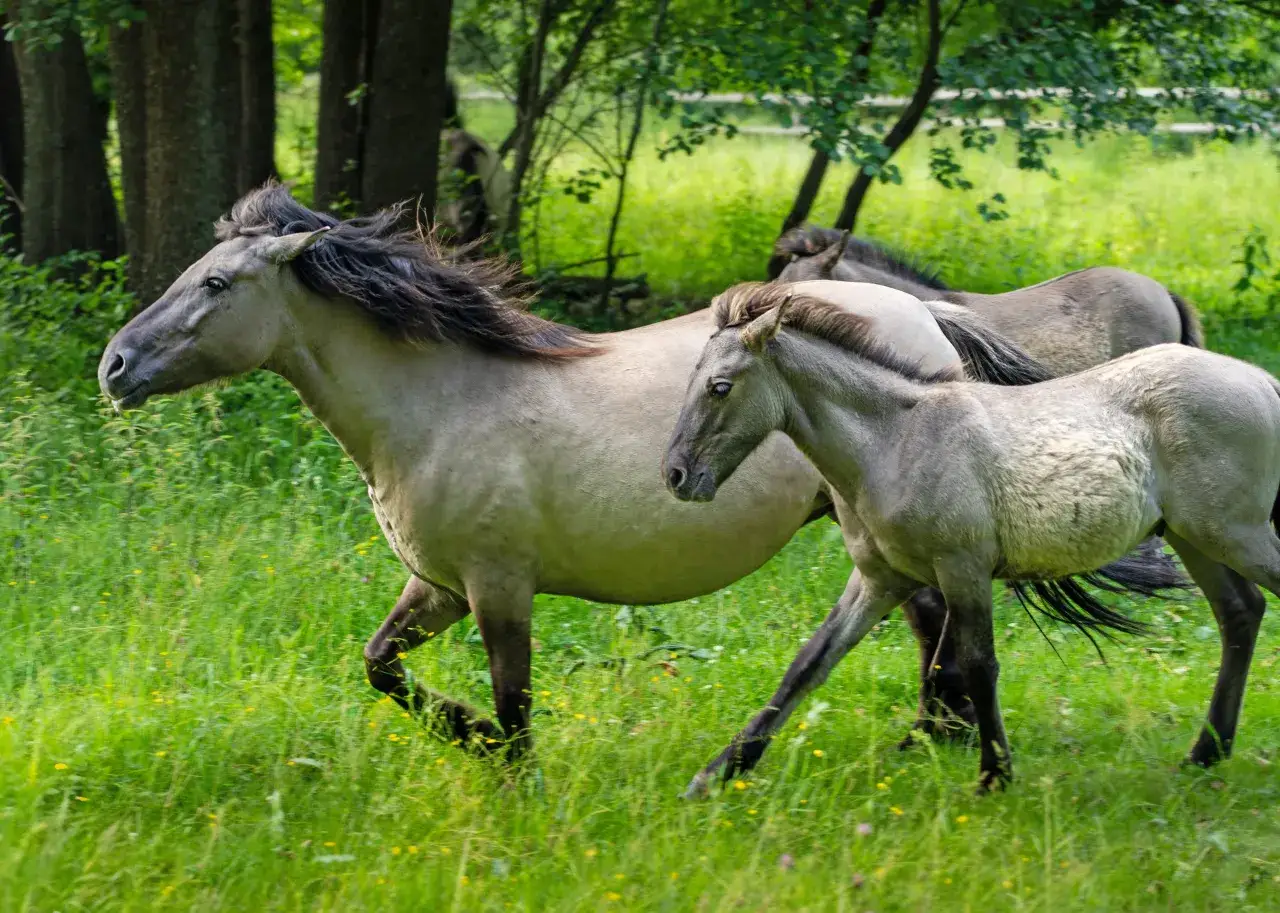 Stado dzikich koni pędzi przez zieloną łąkę. Ile jest dzikich koni w Polsce? Trudno powiedzieć, ale te wyglądają na wolne i szczęśliwe.