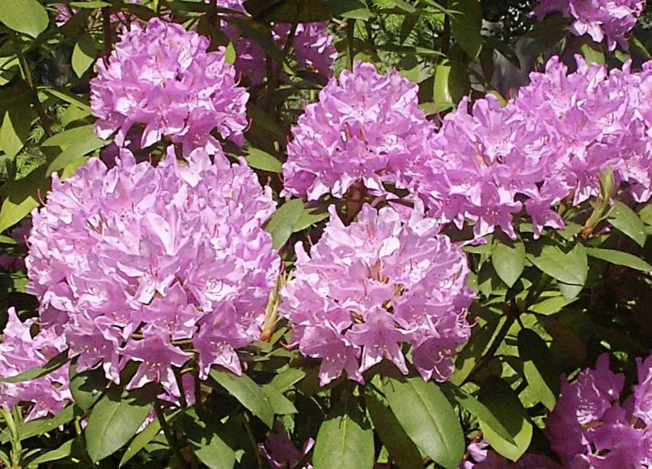 azalia doniczkowa i ogrodowa porównanie