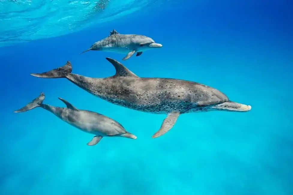 Delfiny Kizimkazi Zanzibar