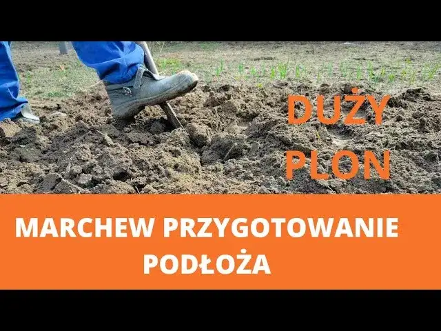 przygotowanie gleby pod marchew