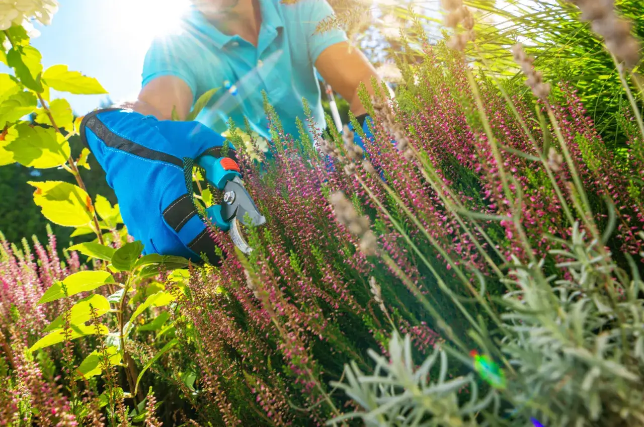 Wiosenne przycinanie wrzosów. Ogrodnik w niebieskiej rękawicy używa sekatora do pielęgnacji kwitnących krzewów.