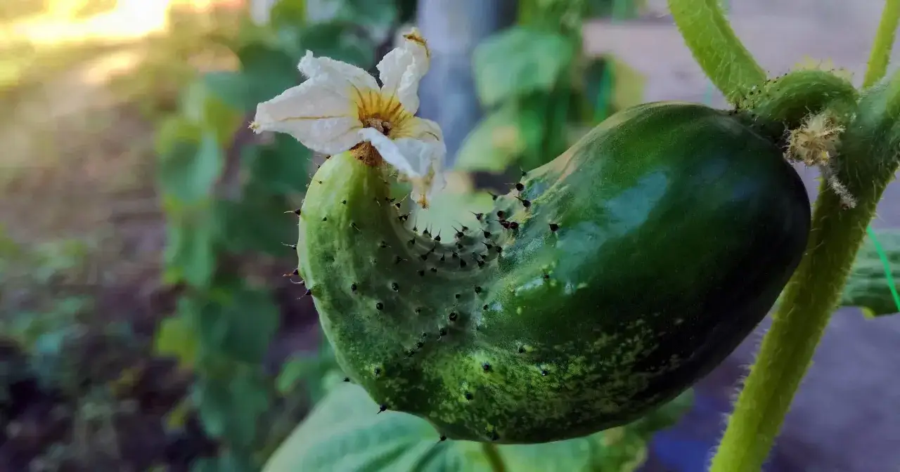 Dziwny, zakrzywiony ogórek z kwiatkiem i kolcami. Może to jest powód, dlaczego ogórki nie rosną prosto?