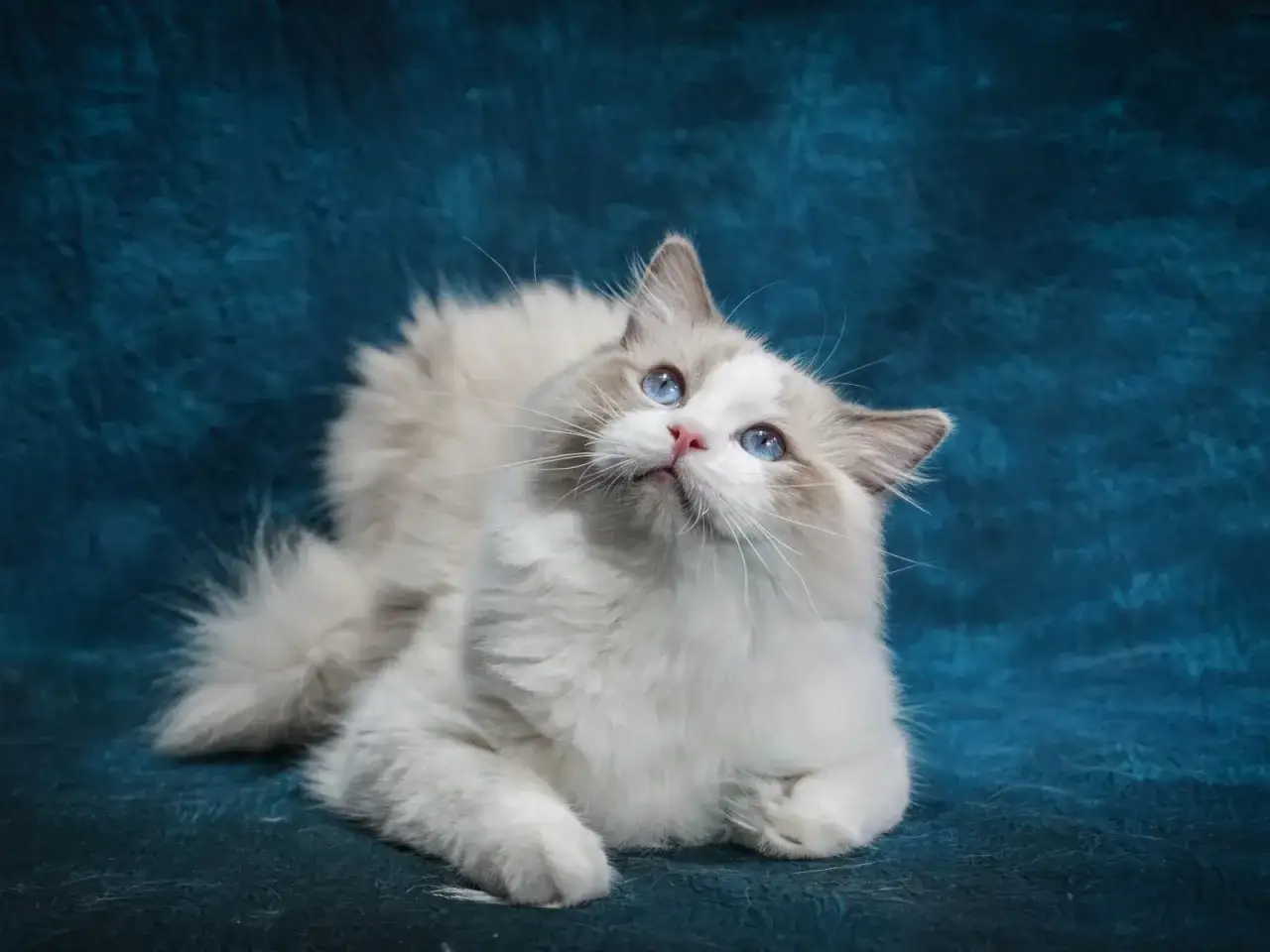 Puszysty kot, niczym szmaciana lalka, z błękitnymi oczami wpatruje się w g&oacute;rę na tle granatowego materiału.