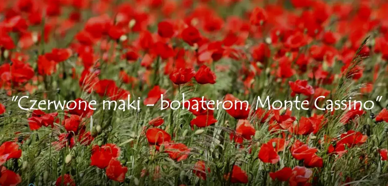 Pole czerwonych maków, narodowy kwiat polski, symbolizujące bohaterów spod Monte Cassino.