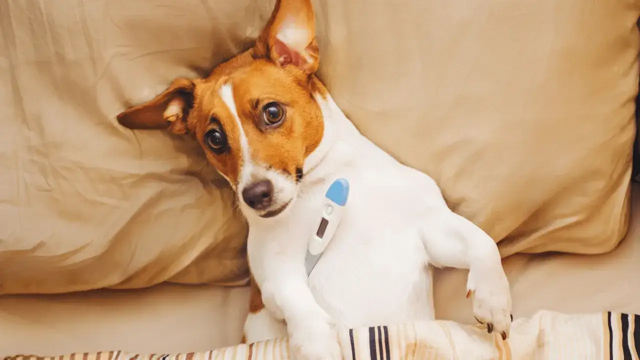 Pies z pustym żołądkiem