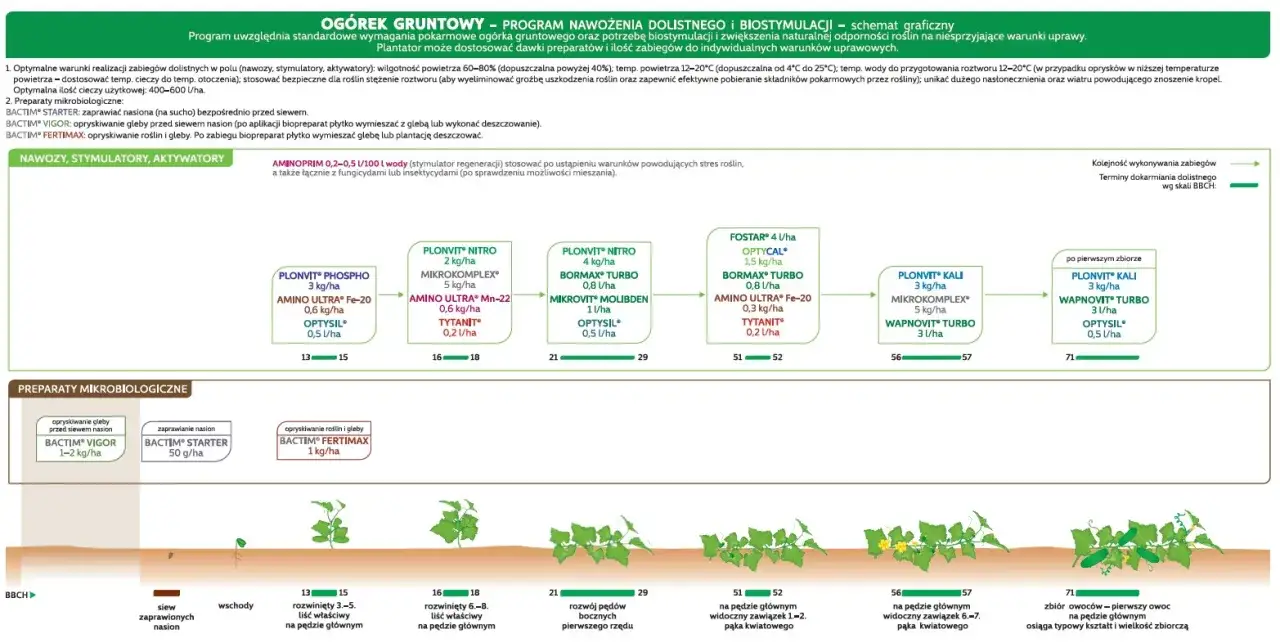 harmonogram nawożenia ogórków gruntowych