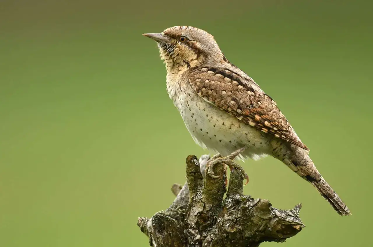 Dzięciołek na gałęzi, zastanawiasz się, czy dzięcioły zimują w Polsce? Ten ptak to dowód, że tak!