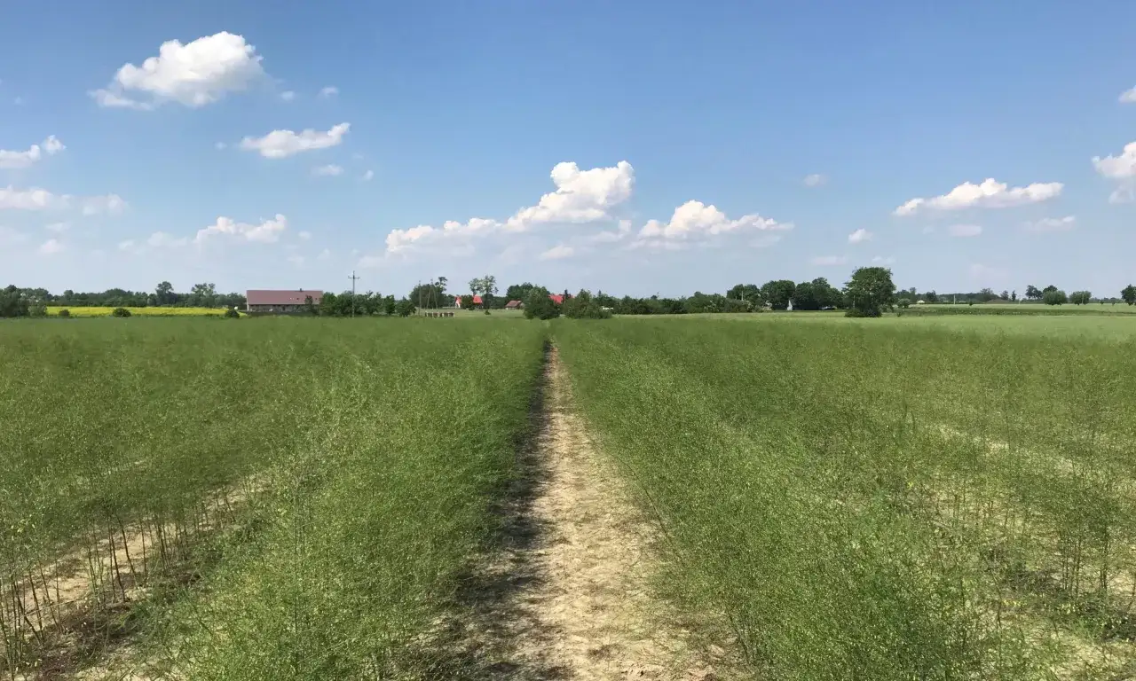 Zielone pole szparagów, gdzie widać, jak rosną szparagi, z piaszczystą ścieżką pośrodku i domami w oddali.