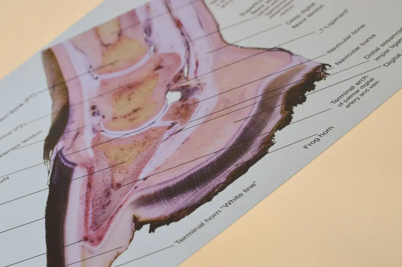 Końskie kopyto przekr&oacute;j anatomia