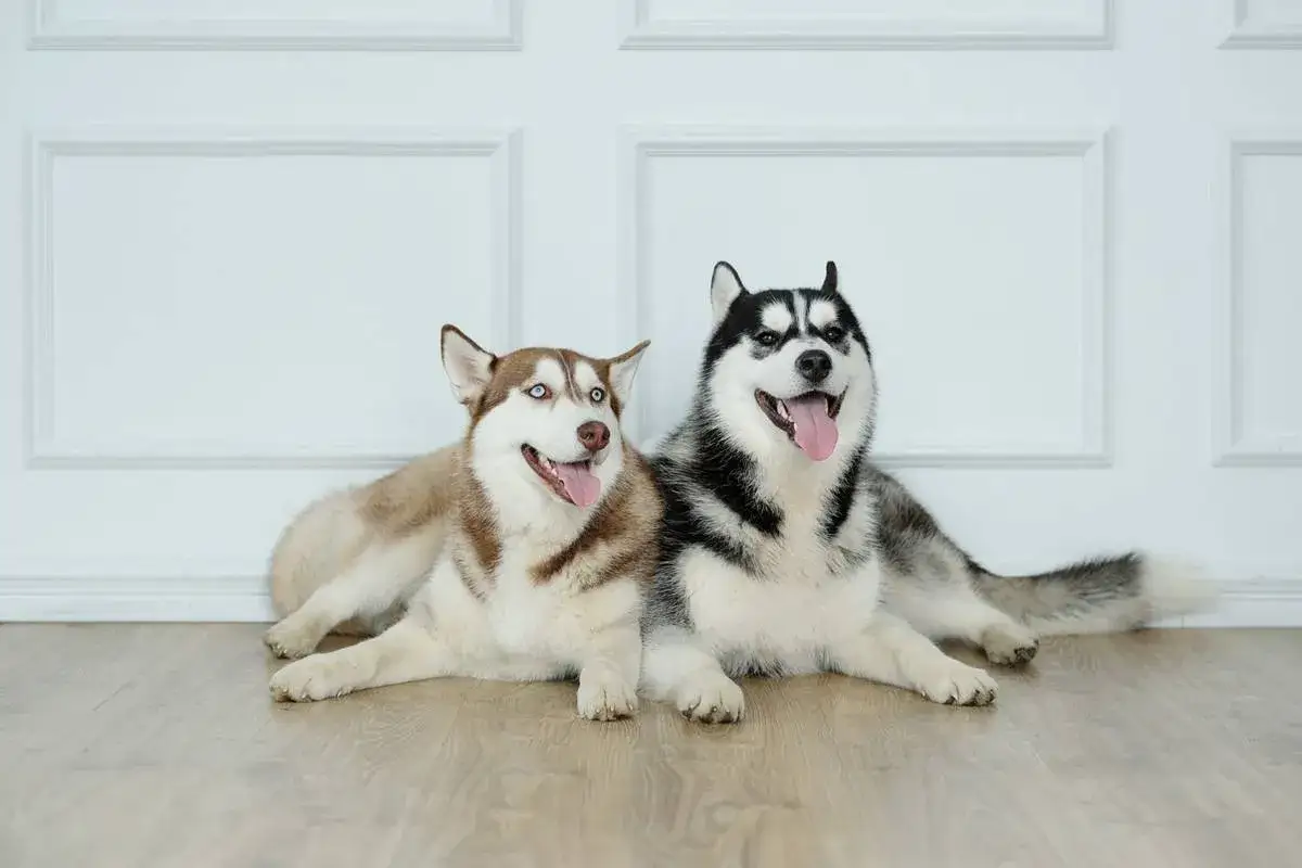 Zdjęcie Pies jak husky – odkryj cechy, pielęgnację i rasy podobne