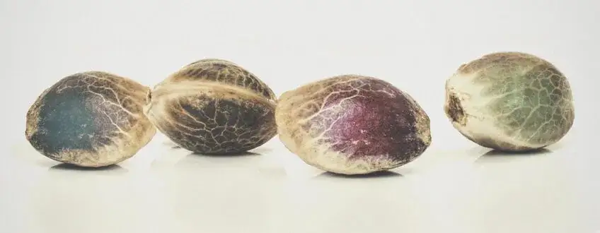 różne rodzaje nasion konopi