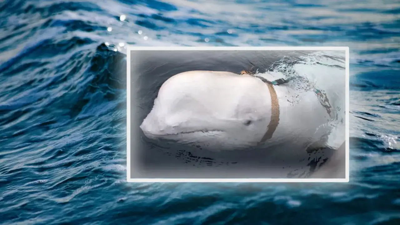 Biała wielorybica, gdzie jest morze białe, wynurza się z fal.