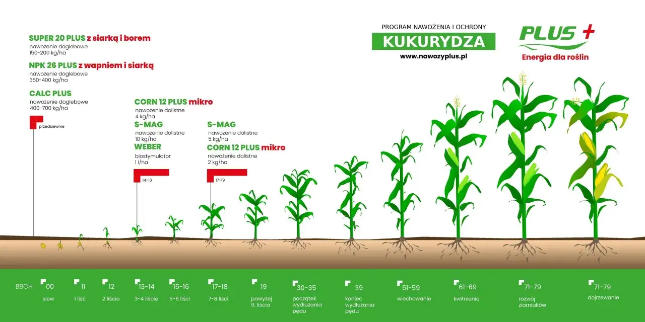Schemat pokazuje, jakie nawozy pod kukurydzę stosować w różnych fazach wzrostu rośliny, od siewu do dojrzewania.