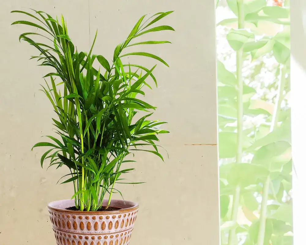 Bezpieczne rośliny dla zwierząt i dzieci