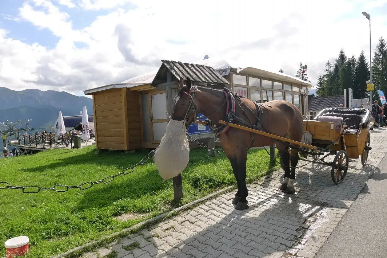 Koń z wozem czeka na turystów na butorowy wierch kościelisko.