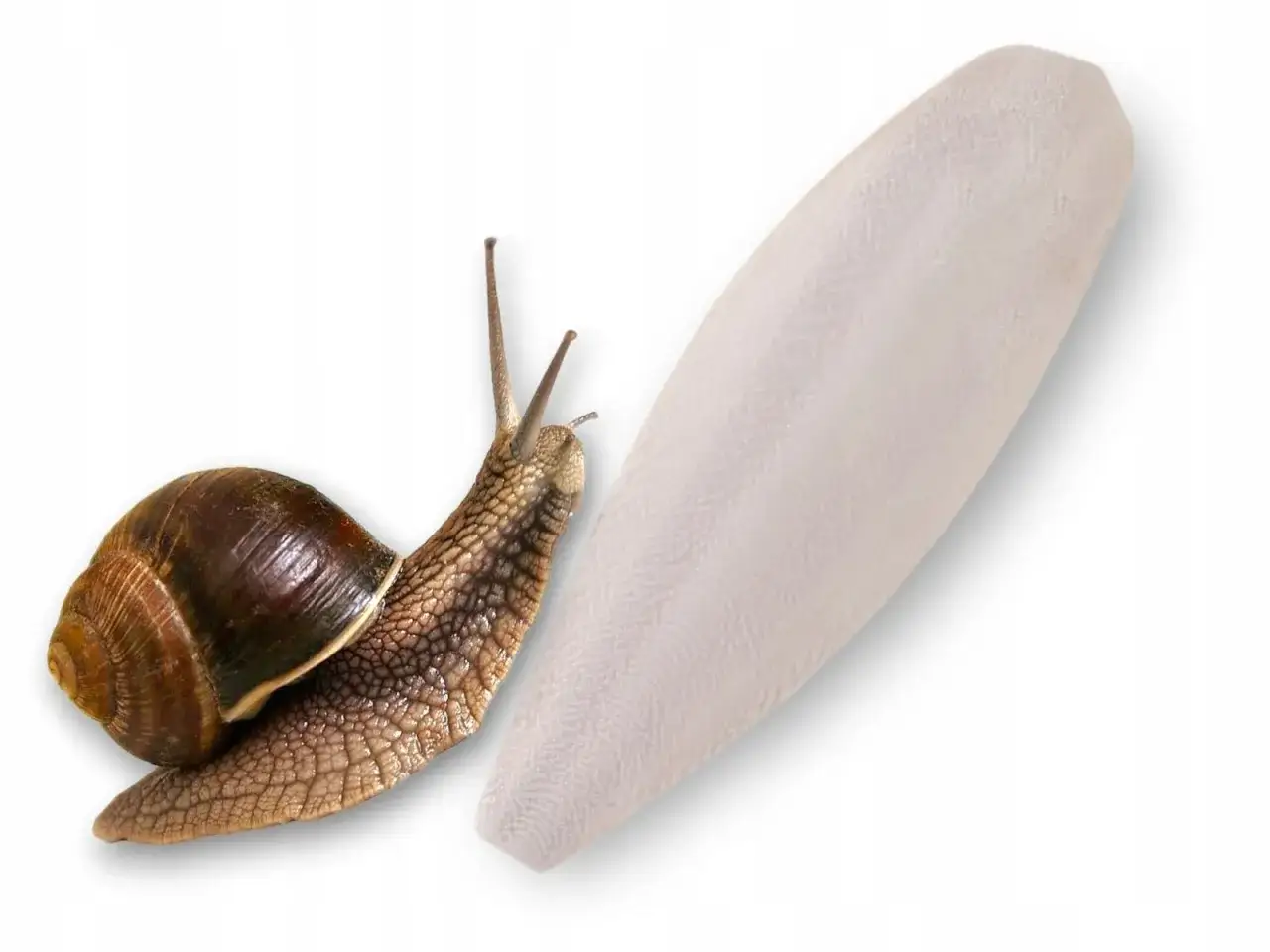 Ślimak zbliża się do bloku wapna, potencjalnego środka na ślimaki.