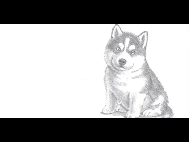 Zdjęcie Jak łatwo narysować psa husky krok po kroku dla początkujących
