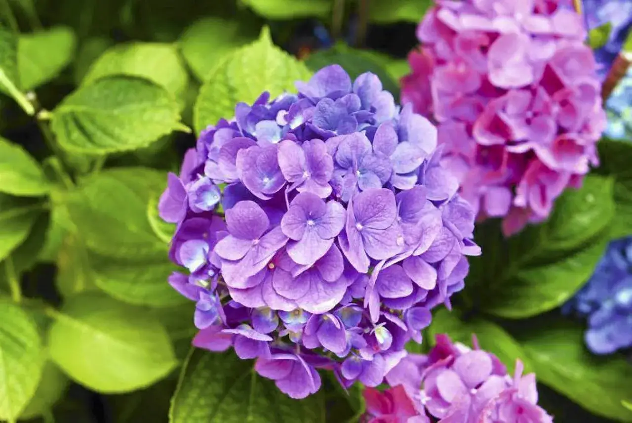 Piękne, fioletowe i r&oacute;żowe hortensje. Dowiedz się, jak zakwasić ziemię pod hortensje, by cieszyć się ich intensywnymi barwami.