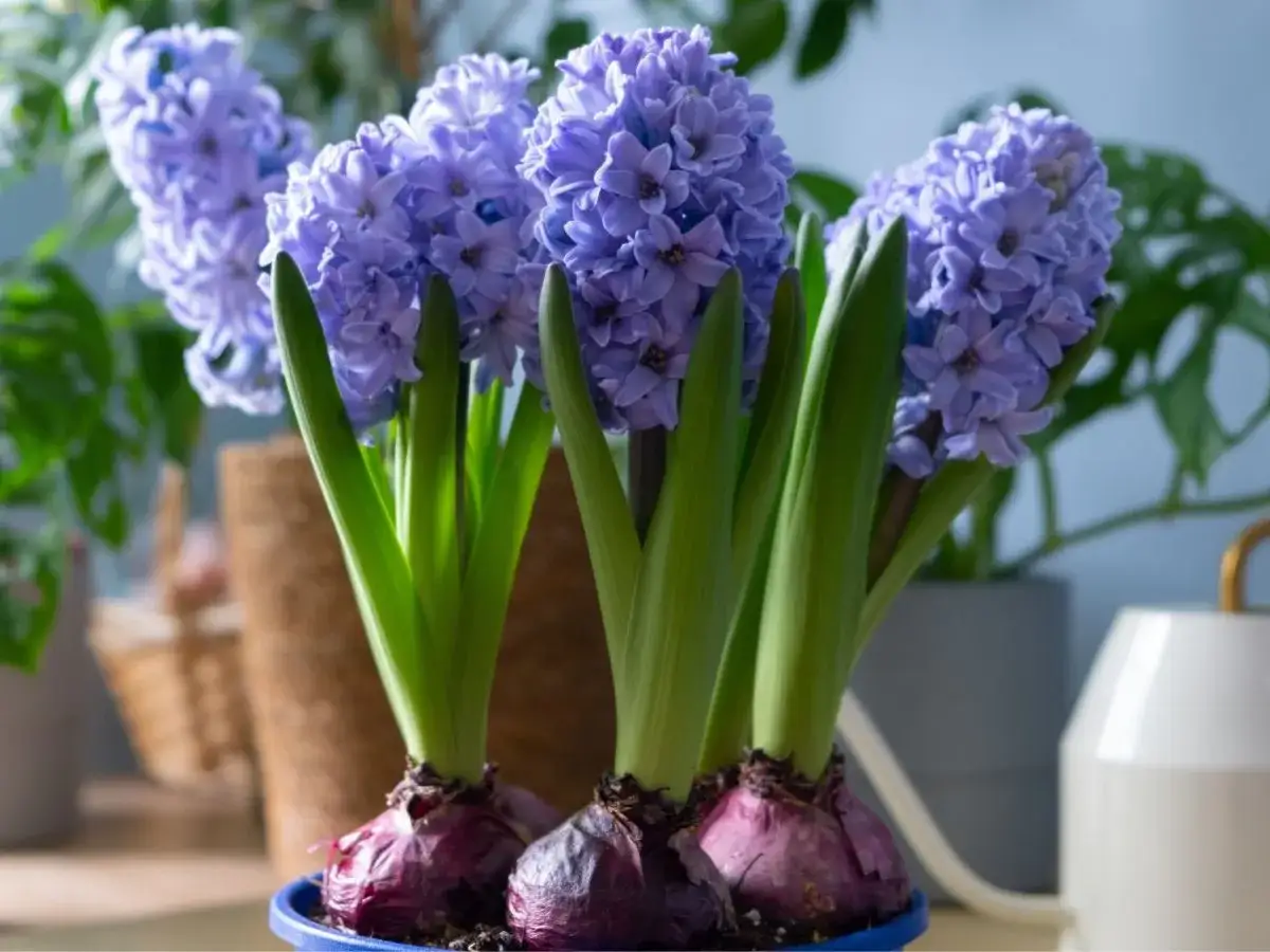 Fioletowe hiacynty w doniczce, gotowe do kwitnienia. Dowiedz się, jak sadzić hiacynty w doniczce, by cieszyć się ich pięknem.