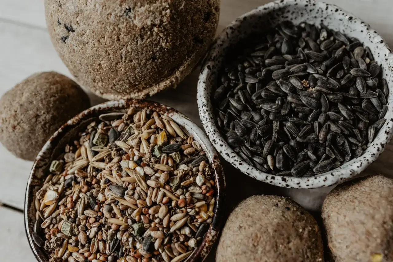 różne rodzaje pokarmu dla ptaków w karmniku