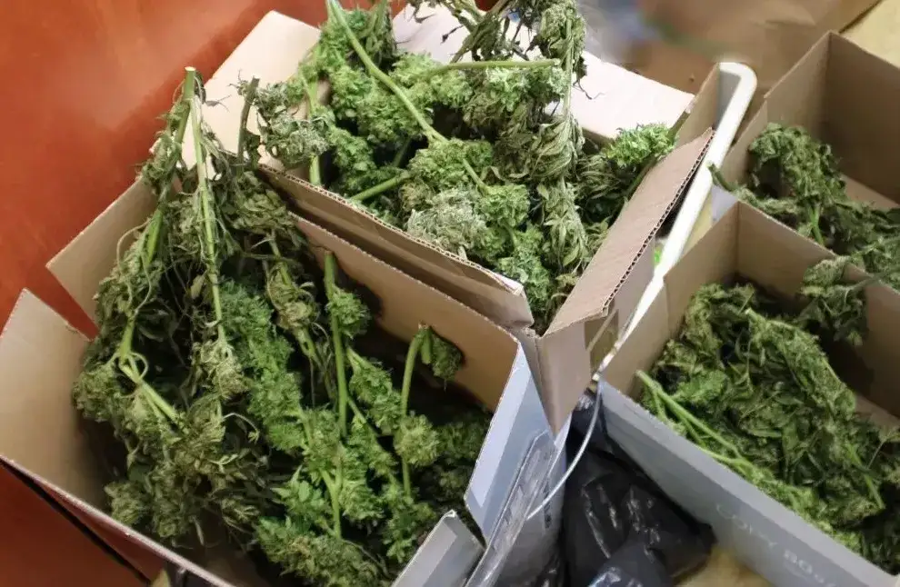 Tabela kar za posiadanie marihuany Polska