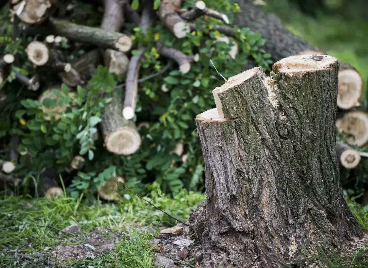 Pniak i ścięte gałęzie drzew, które przypominają o tym, od kiedy można wycinać drzewa.