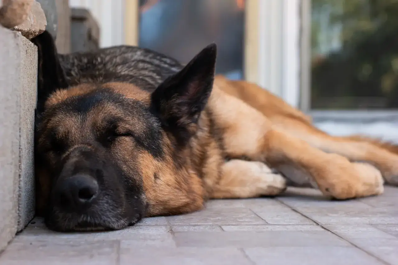 Śpiący owczarek niemiecki odpoczywa na płytkach. Ile śpi owczarek niemiecki? Tyle, ile potrzebuje, by naładować baterie.