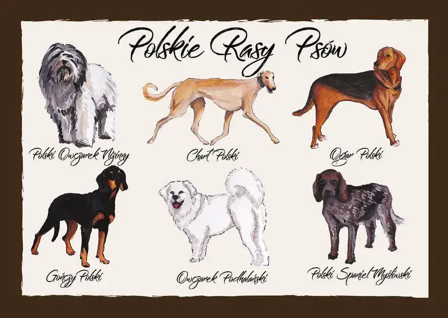 polskie rasy ps&oacute;w