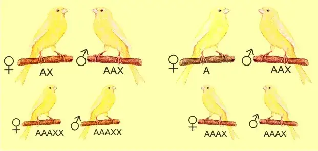 por&oacute;wnanie kloaki samca i samicy kanarka schemat