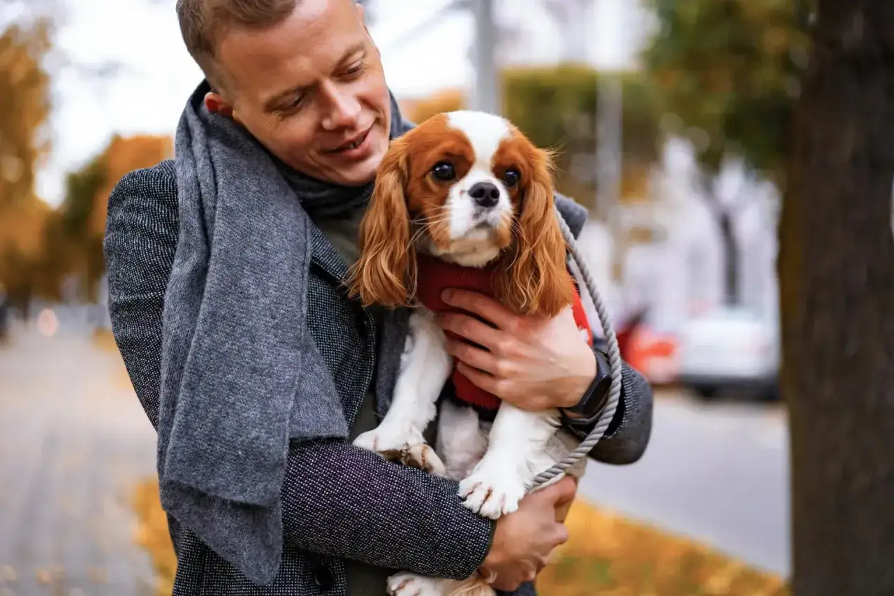 weterynarz osłuchuje cavaliera